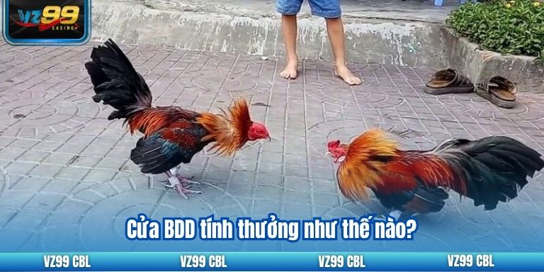 Khám Phá Tỷ Lệ Cược Đá Gà Uy Tín Nhất Tại VZ99 2 Cửa BDD tính thưởng như thế nào?