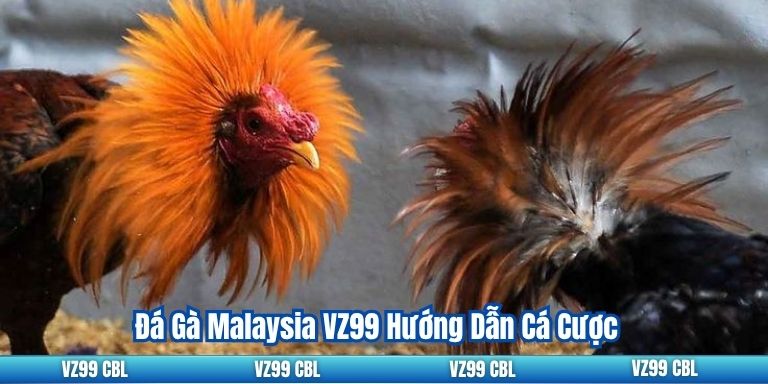 Đá Gà Malaysia VZ99 Hướng Dẫn Cá Cược 9 Đá Gà Malaysia VZ99 Hướng Dẫn Cá Cược