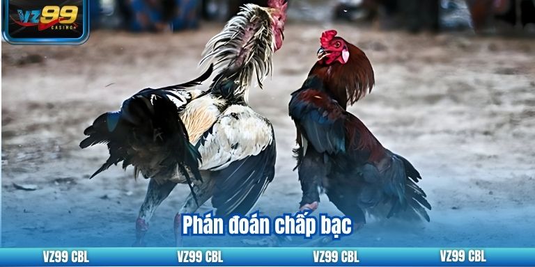 Khám Phá Tỷ Lệ Cược Đá Gà Uy Tín Nhất Tại VZ99 3 Phán đoán chấp bạc