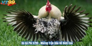 Đá Gà Phi VZ99 – Những Trận Đấu Kê Đỉnh Cao 3 Đá Gà Phi VZ99 – Những Trận Đấu Kê Đỉnh Cao